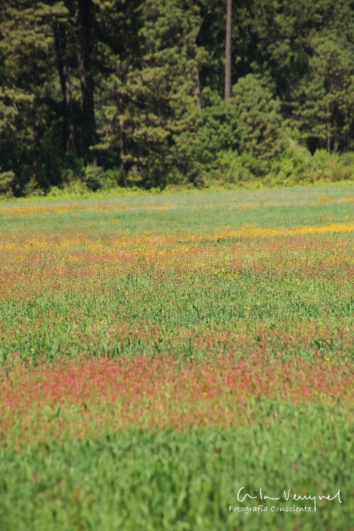 Cerditos en el campo